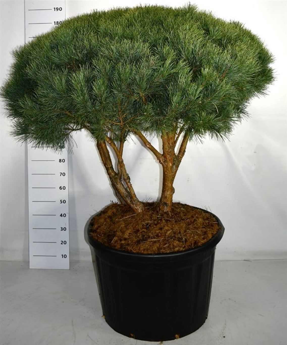 Tall – Pinus sylvestris 'Watereri' - C230 100-125 cm. Parasol